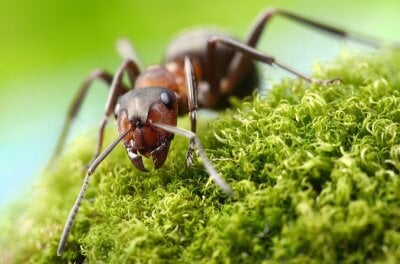 Nærbilde av en maur på grønn skogbunn.