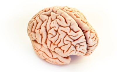 Modell av en hjerne