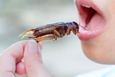 Nærbilde av noen som er i ferd med å spise en stekt gresshoppe.