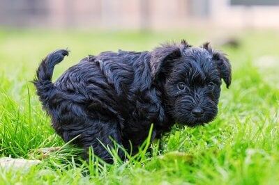 Hund som gjør fra seg i gresset