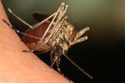 Nærbilde av en mygg som suger blod.