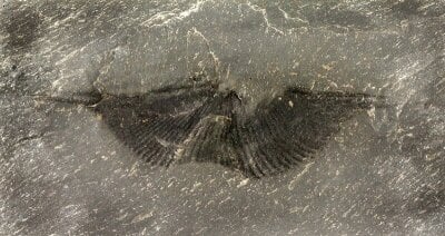 Fossil av utdødd sommerfugl.