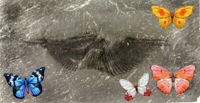 Fossil av utdødd sommerfugl med illustrasjoner av sommerfugler rundt