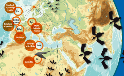 Utsnitt fra plakat som viser fuglers trekkruter på et verdenskart