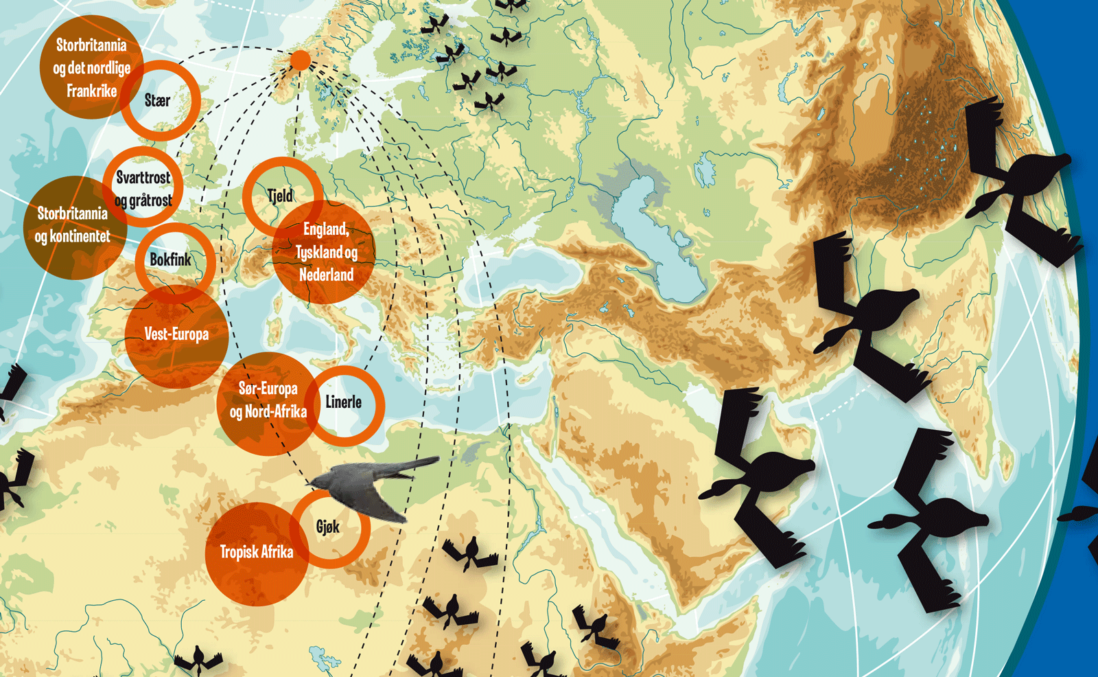 trekkfugler kart Hvor reiser trekkfuglene?