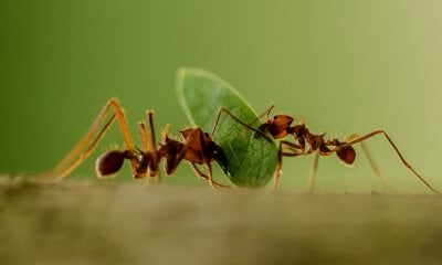 To maur i arbeid med å bære med seg et blad. 