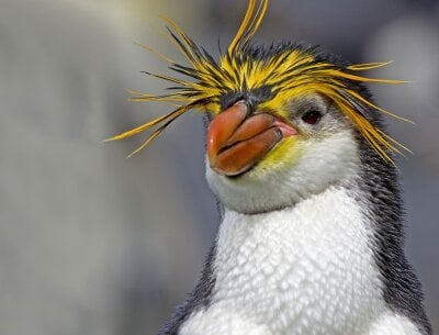 Nærbilde av en pingvin.
