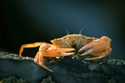 En krabbe som holder krabbeklørne fremfor seg mens han står på en sten. 