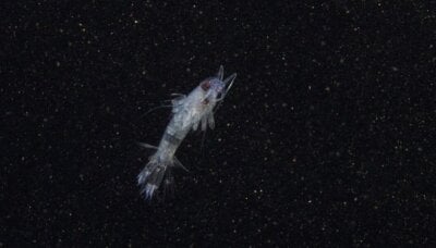 Dyreplankton ute på jakt etter mat.