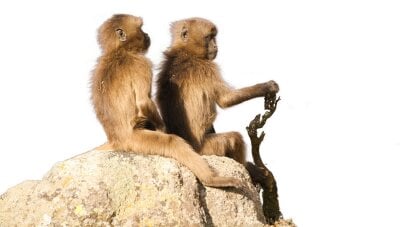 To aper sitter bak hverandre på en stor sten. 