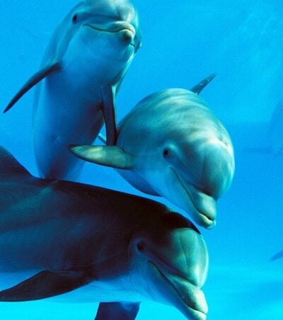 Tre delfiner som svømmer sammen under vann.