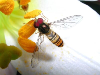 En blomsterflue sitter og tar til seg pollen fra en blomst.