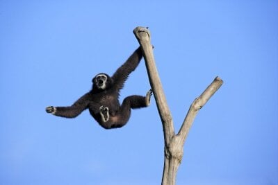 En gibbon ape som henger i et tre.