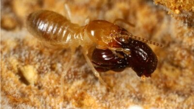 Nærbilde av at en termitt bærer på verdens lateste bille