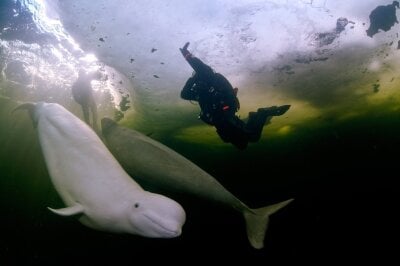 Hvithvaler som svømmer rundt sammen med dykkere rett på undersiden av vannoverflaten.