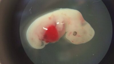 Nærbilde av embryo av en gris som har fått tilført menneskeceller.
