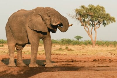 En stpr elefant står på savannen med et tre i bakgrunnen.