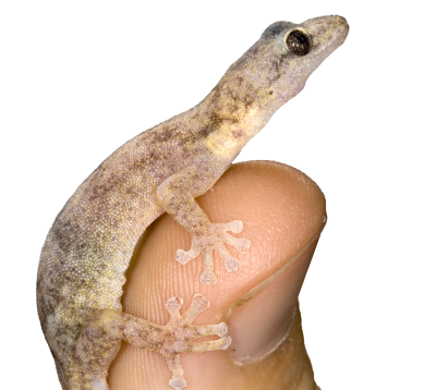 En liten gekko sitter på en finger.