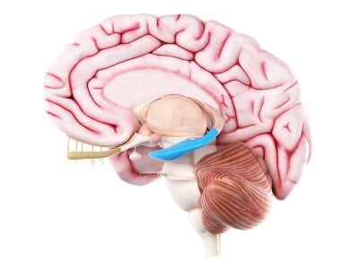 Modell av hjernen med hippocampus