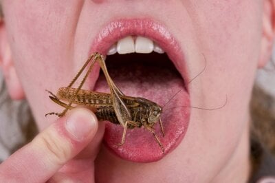 Nærbilde av en person som er i ferd med å spise en gresshoppe.