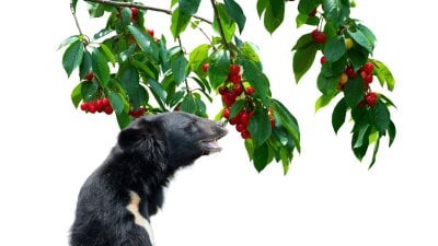 Bjørn som spiser kirsebær som henger fra et tre.