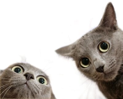 To katter som strekker nakken for å se inn i kamera