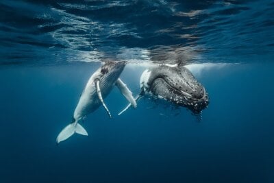 To knølhvaler som svømmer rett på undersiden av vannoverflaten