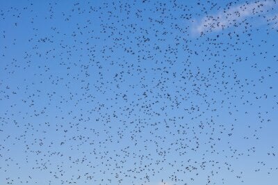 Millioner av små insekter som flyr rundt i luften med en klar blå himmel i bakgrunnen