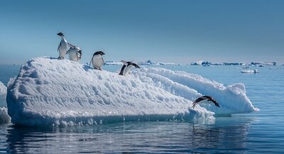 Fire pingviner står på et lite isberg, mens en er i ferd med å stupe ut i det klare, blå vannet. 