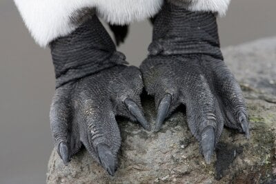 Nætbilde av pingvinføtter, de har tre klo-lignende tær og huden er sort, tykk og ruglete av utseende.