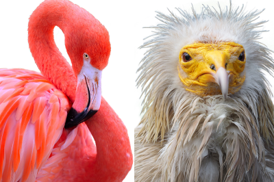 Nærbilde av en flamingo og en åtselgribb