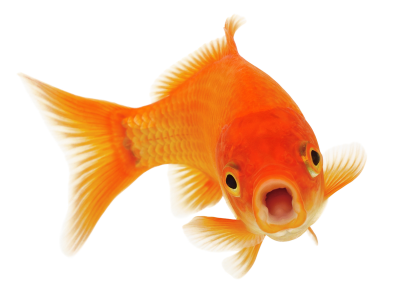 Nærbilde av en gullfisk