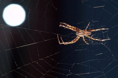 En korsedderkopp i nettet sitt
