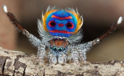 Nærbilde av en påfugledderkopp
