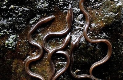 Nærbilde av åler som kryper over hverandre