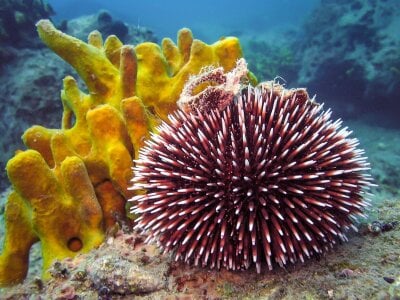Nærbilde av en rosa kråkebolle, foran en gulaktig koral på havets bunn.