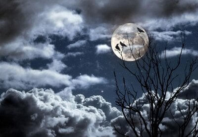 Fugler som sitter i et tre mot en mørk, skyfull nattehimmel, i skinnet fra fullmånen. 