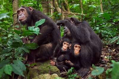 Sjimpansefamilie i Tanzania.
