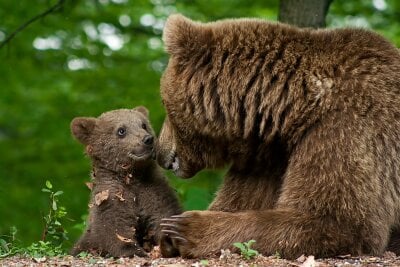 Nærbilde av en brunjørn mor som koser med bjørneungen sin. 