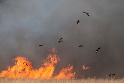 Fugl flyr gjennom skogbrann og sprer brannen.