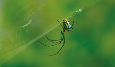 En fargerik edderkopp som står i nettet sitt.