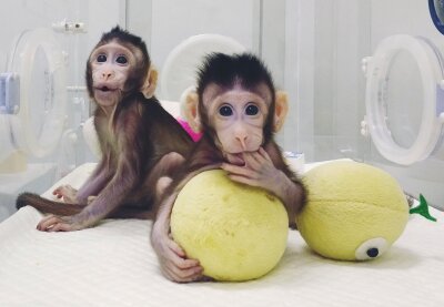 Bilde av to klonede aper som sitter i en inkubator i et laboratorium .