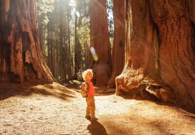 En liten lyshåret gutt med ryggsekk, står og ser smilende på de store Redwood trærne som omringer han, solen skinner mellom trærne. 