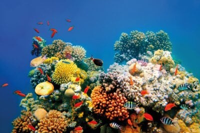 Et fargerikt korallrev med mange små fisker i forskjellige farger som svømmer rundt. 