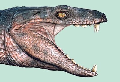 Tegning av utdødd krokodilleart, Pakasuchus, som gaper