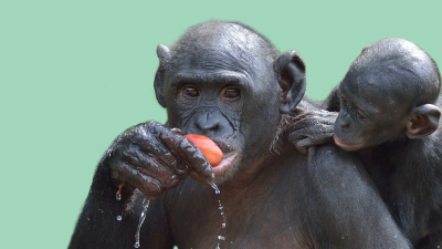En mamma-ape spiser frukt med baby-ape på ryggen