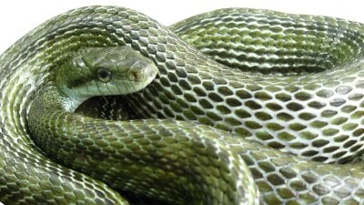 Grønn slange som ligger kveilet sammen