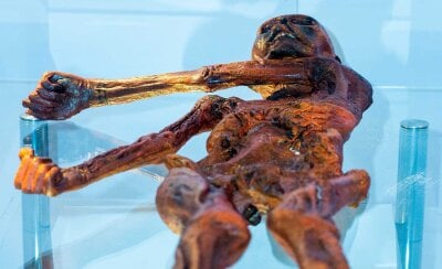 Kopi av mumien otzi med armene vridd til høyre, og slik den så ut når han  ble funnet.