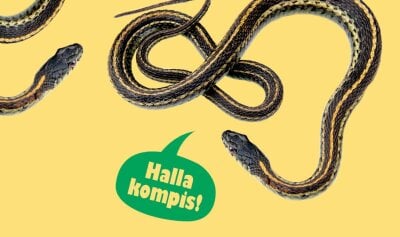 To slanger og en grønn snakkeboble med teksten: Halla kompis!