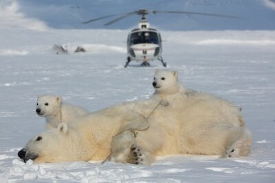 En bedøvet isbjørn som ligger på isen, den har et tau bundet til labben, og i bakgrunnen er det et helikopter